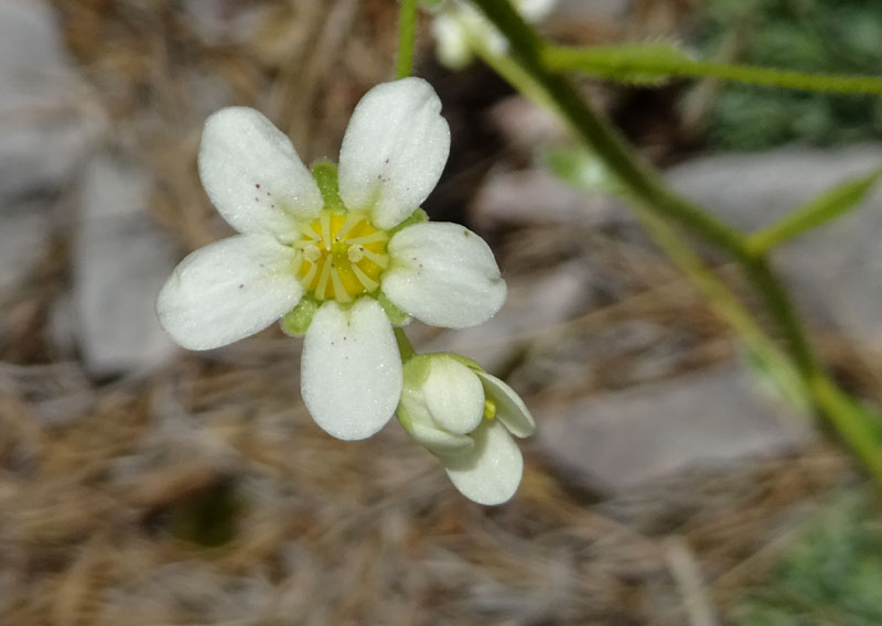 cfr. Saxifraga paniculata